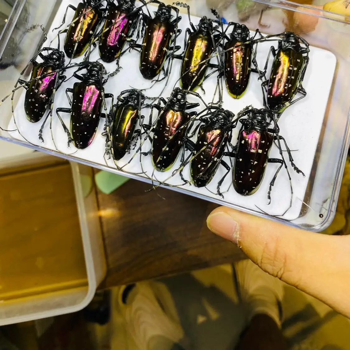 Vietnam Dicronorhina Debyana G - Home Decor Vietnam review and price